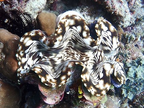 Fluted Giant Clam - Tridacna squamosa  Clam,Fluted Giant Clam,Giant Clam,Malaysia,Sabah,Tridacna squamosa