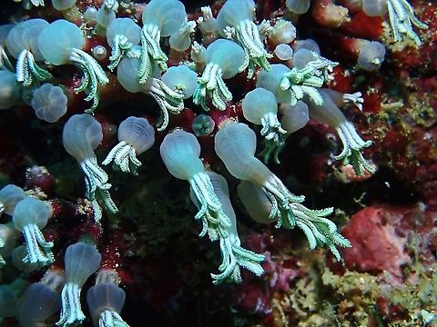 Soft Corals - Tubipora sp.  Corals,Malaysia,Sabah,Soft Corals,Tubipora,Tubipora sp
