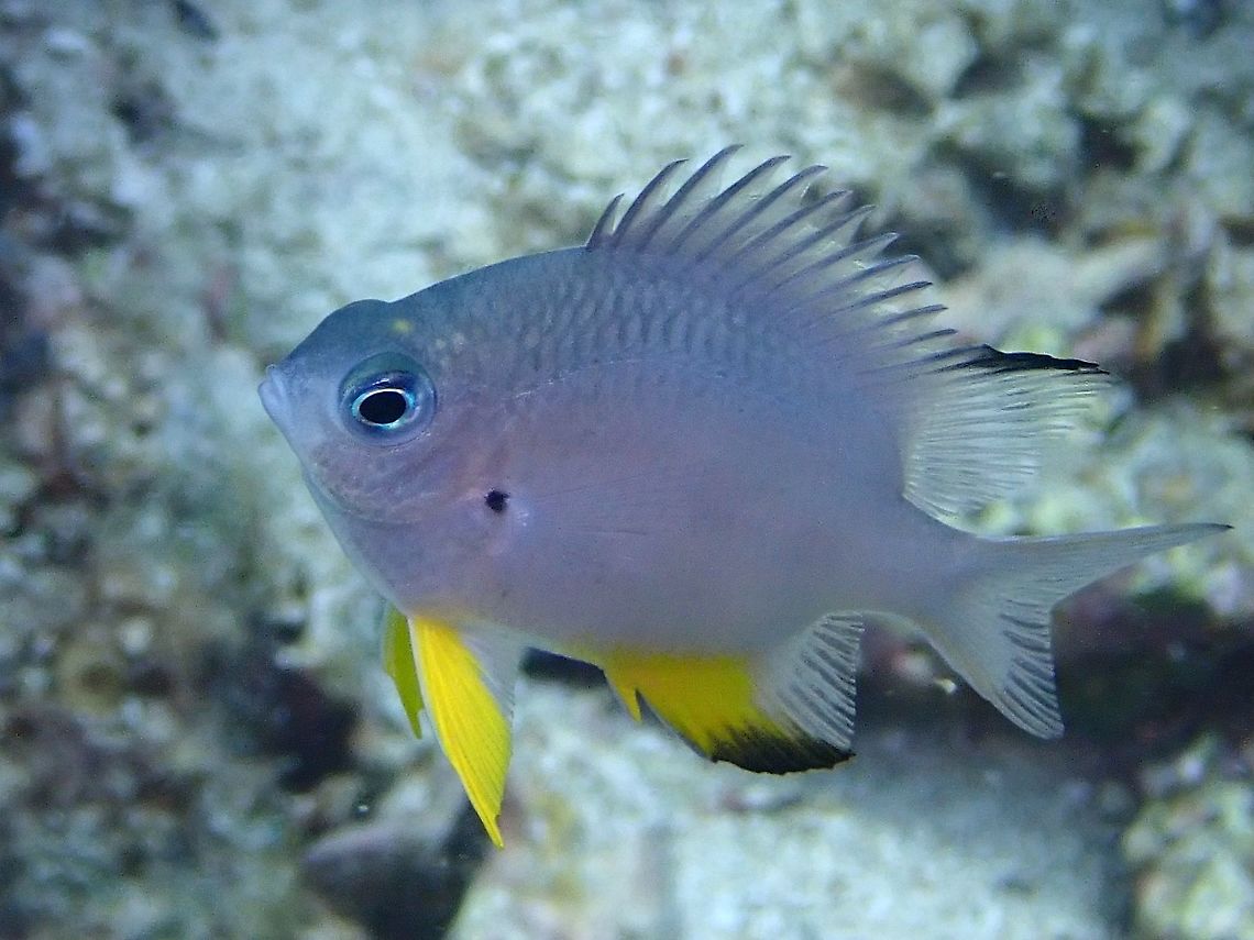 Whitebelly Damselfish - Amblyglyphidodon leucogaster  Amblyglyphidodon leucogaster,Damselfish,Fish,Malaysia,Sabah,Yellowbelly Damselfish