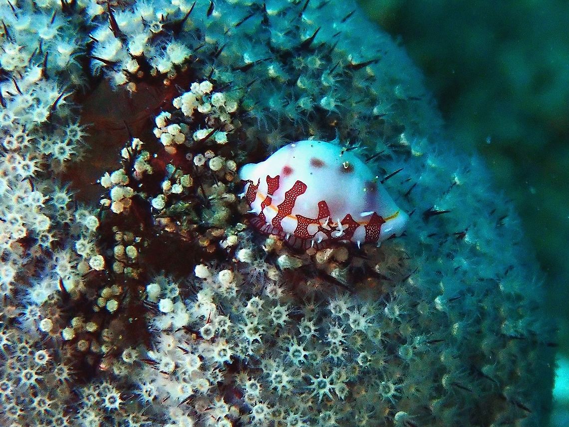 Ridged Egg Cowrie - Diminovula culmen  Anilao,Batangas,Cowrie,Diminovula culmen,Egg Cowrie,Philippines,Ridged Egg Cowrie