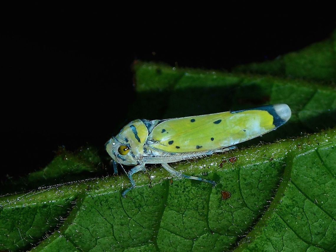 Black-tipper Leafhopper - Bothrogonia ferruginea  Black-tipped Leafhopper,Bothrogonia ferruginea,Hopper,Leafhopper,Malaysia,Sabah