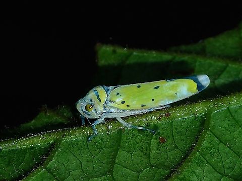Black-tipper Leafhopper - Bothrogonia ferruginea  Black-tipped Leafhopper,Bothrogonia ferruginea,Hopper,Leafhopper,Malaysia,Sabah