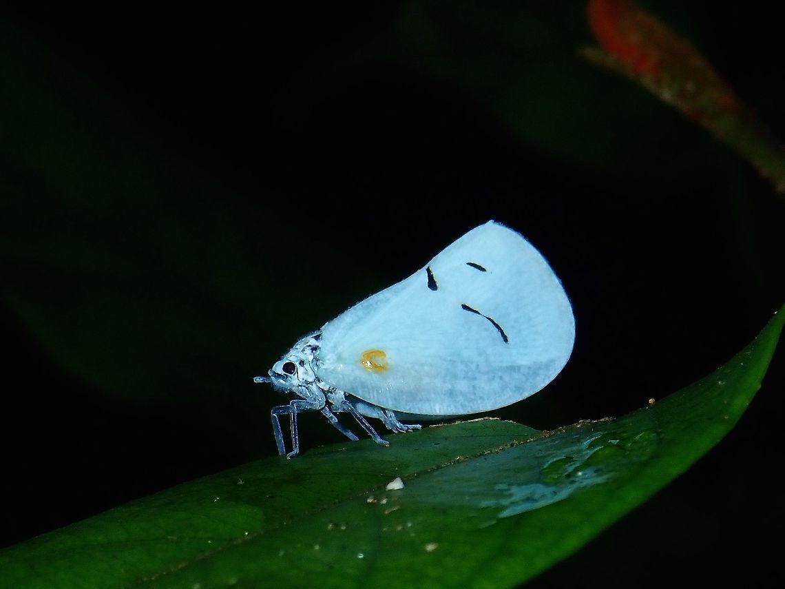 Flatid Planthoppers - Cerynia maria  Cerynia maria,Flatid Planthoppers,Hopper,Malaysia,Planthoppers,Sabah