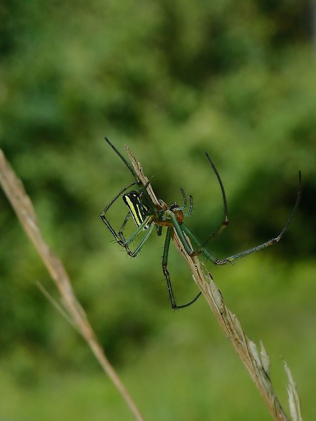 Spider - Leucauge celebesiana  Black-striped orchard spider,Leucauge celebesiana,Malaysia,Sabah,Spider