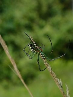 Spider - Leucauge celebesiana  Black-striped orchard spider,Leucauge celebesiana,Malaysia,Sabah,Spider