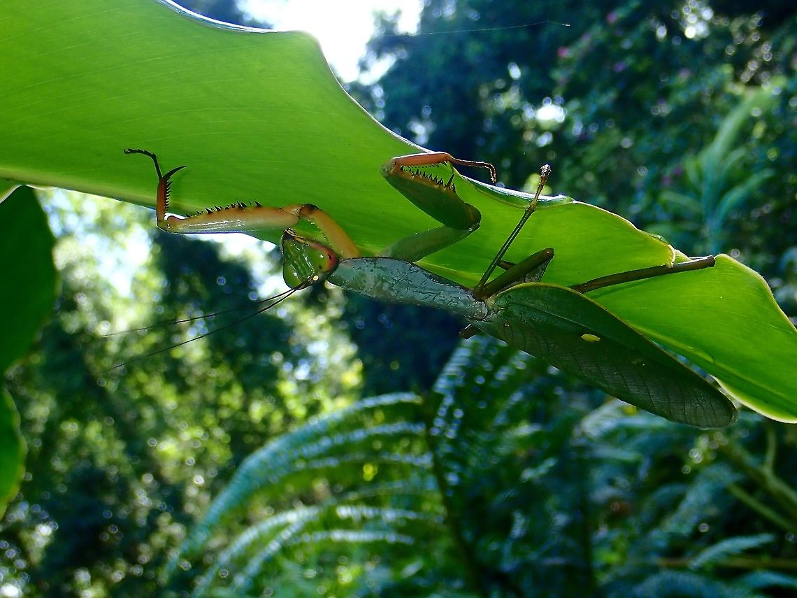 Praying Mantis - Rhombodera fratricida  Malaysia,Mantis,Praying Mantis,Rhombodera fratricida,Sabah