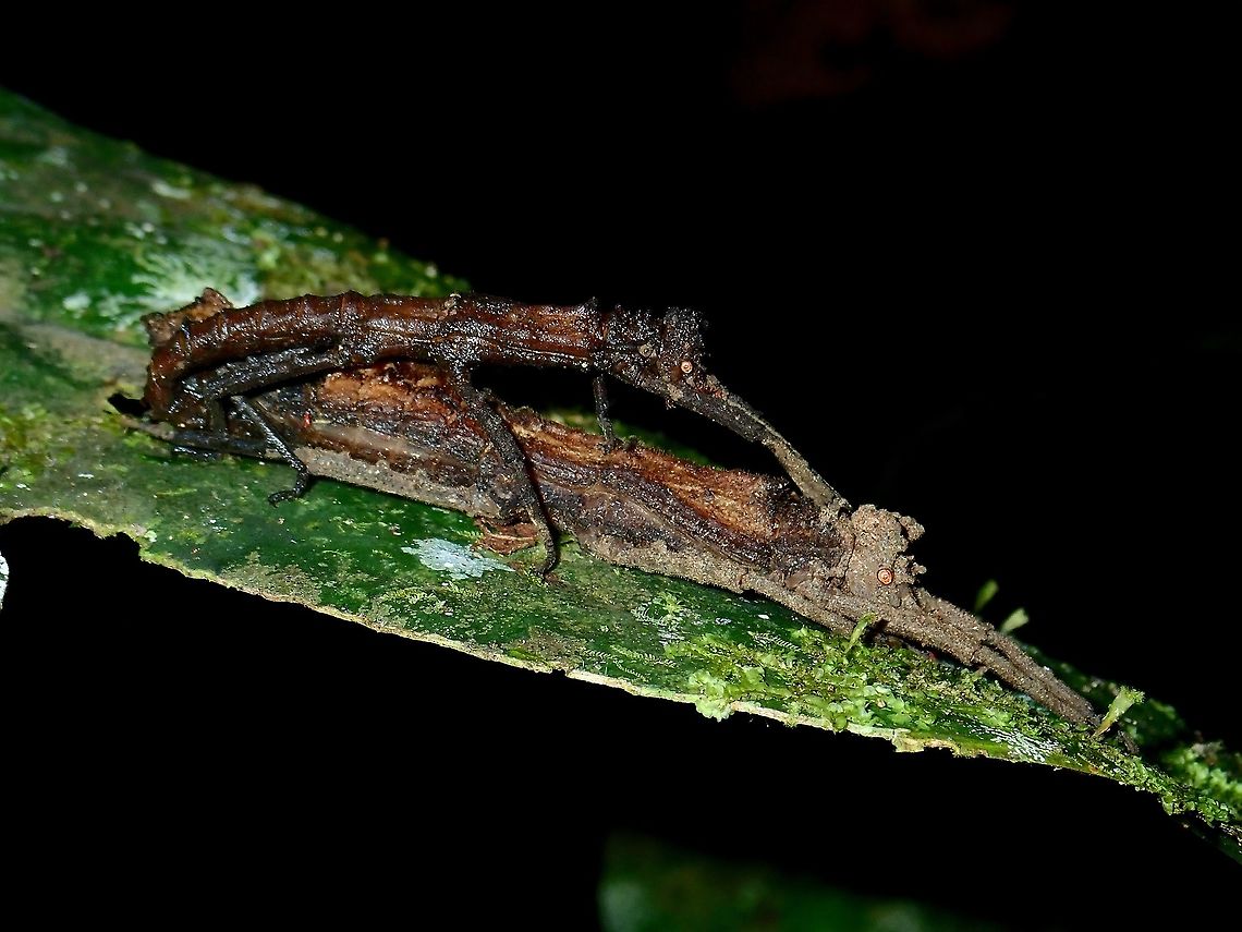 Sticky Couple - Pylaemenes sepilokensis sepilokensis  Malaysia,Phasmatodea,Phasmid,Pylaemenes sepilokensis sepilokensis,Sabah,Stick Insect