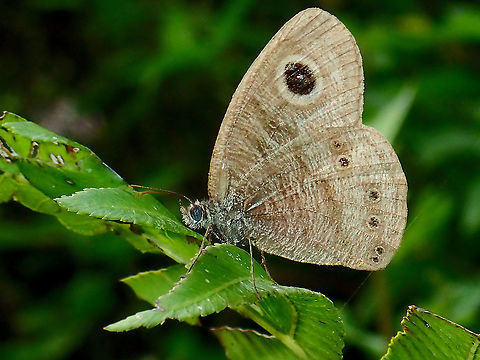 Malayan Five-Ring - Ypthima horsfieldii  Butterfly,Malayan Five-Ring,Malaysia,Sabah,Ypthima horsfieldii