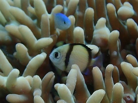 Reticulated Damselfish - Dascyllus reticulatus  Dascyllus reticulatus,Malaysia,Reticulated Damselfish,Sabah,Two Stripe Damselfish