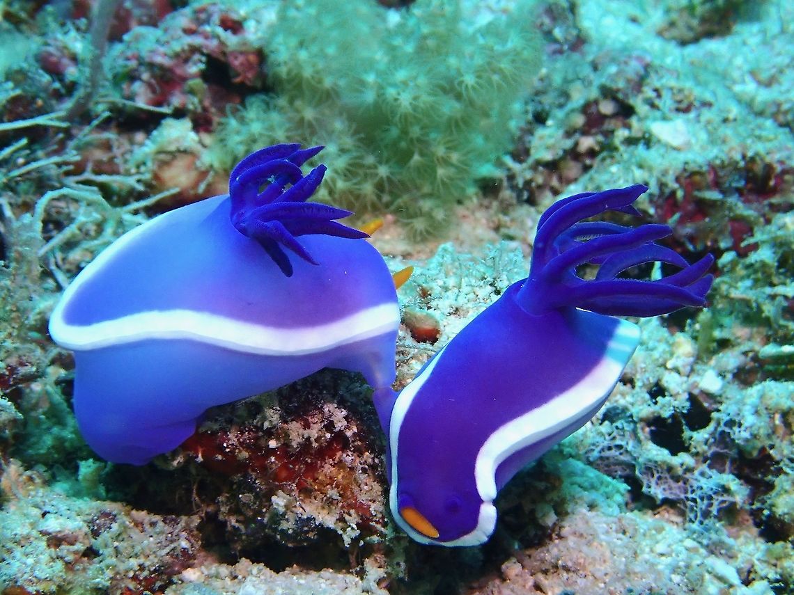 Mating Nudis A pair of Nudibranch from the species Hypselodoris variobranchia.<br />
This species was newly described in 2018 despite being photographed by underwater photographers for many years.  They looks similar to other species and thought to be variation until the recent publication, which also describe another similar looking species, Hypselodoris violacea as can be seen here :<br />
<br />
<figure class="photo"><a href="https://www.jungledragon.com/image/96964/nudibranch_-_hypselodoris_violacea.html" title="Nudibranch - Hypselodoris violacea"><img src="https://s3.amazonaws.com/media.jungledragon.com/images/2994/96964_thumb.jpeg?AWSAccessKeyId=05GMT0V3GWVNE7GGM1R2&Expires=1769040010&Signature=6bSoTQRkEs7nJmcXHi%2BcI%2FIye%2Bg%3D" width="200" height="152" alt="Nudibranch - Hypselodoris violacea This species was newly described in 2018 despite being a very common species and widely photographed by underwater photographers.<br />
<br />
Previously, it has been thought to be a variation of Hypselodoris bullocki. Hypselodoris violacea,Malaysia,Nudibranch,Sabah" /></a></figure> Hypselodoris variobranchia,Malaysia,Nudibranch,Sabah