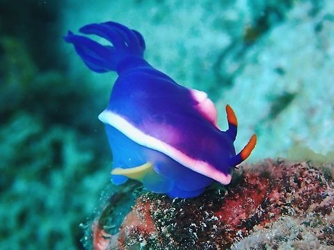Laying the foundation for next generation This Nudibranch was seen starting to lays her eggs. Hypselodoris variobranchia,Malaysia,Nudibranch,Sabah