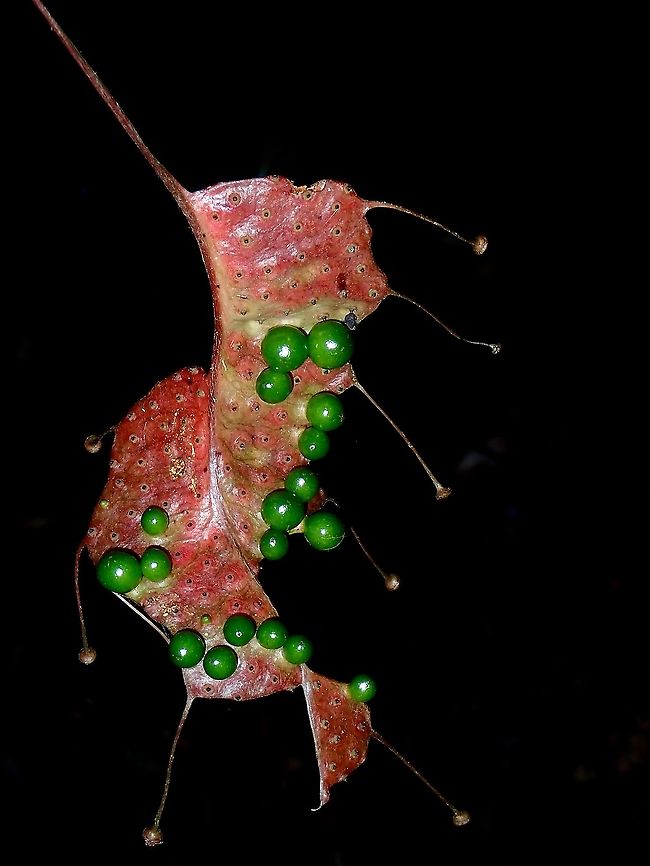 Leaf Interesting leaf of a plant from the genus Pterisanthes sp. Malaysia,Plant,Pterisanthes,Pterisanthes sp,Sabah,Vitaceae