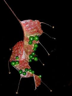 Leaf Interesting leaf of a plant from the genus Pterisanthes sp. Malaysia,Plant,Pterisanthes,Pterisanthes sp,Sabah,Vitaceae