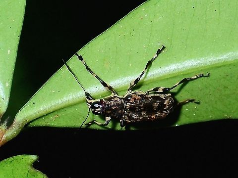 Fungus Weevil - Acorynus sp.  Acorynus,Acorynus sp,Fungus Weevil,Malaysia,Sabah,Weevil