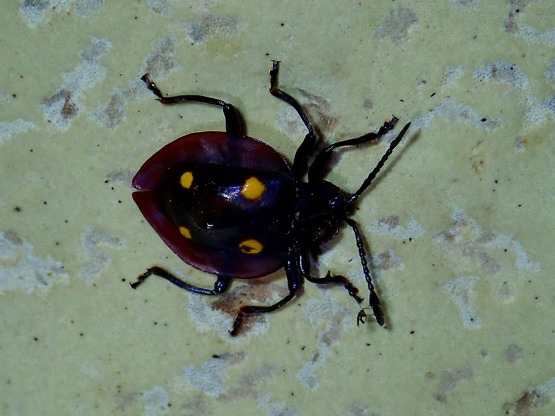 Handsome Fungus Beetle - Eumorphus dilatatus turritus  Beetle,Eumorphus dilatatus turritus,Fungus Beetle,Handsome Fungus Beetle,Malaysia,Sabah