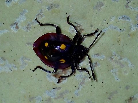 Handsome Fungus Beetle - Eumorphus dilatatus turritus  Beetle,Eumorphus dilatatus turritus,Fungus Beetle,Handsome Fungus Beetle,Malaysia,Sabah