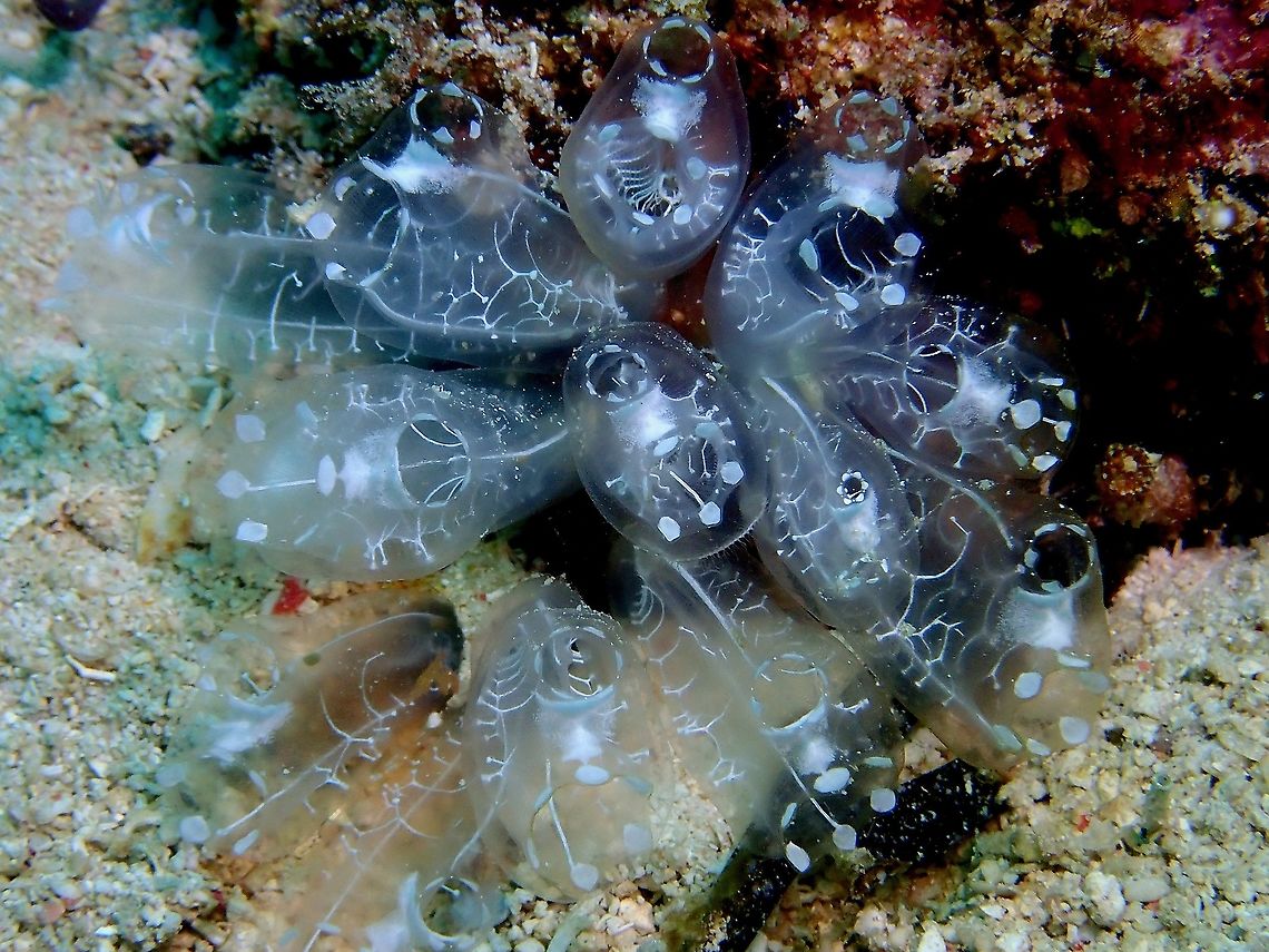 Sea Squirt - Diazona formosa  Diazona formosa,Malaysia,Sabah,Sea Squirt,Tunicates