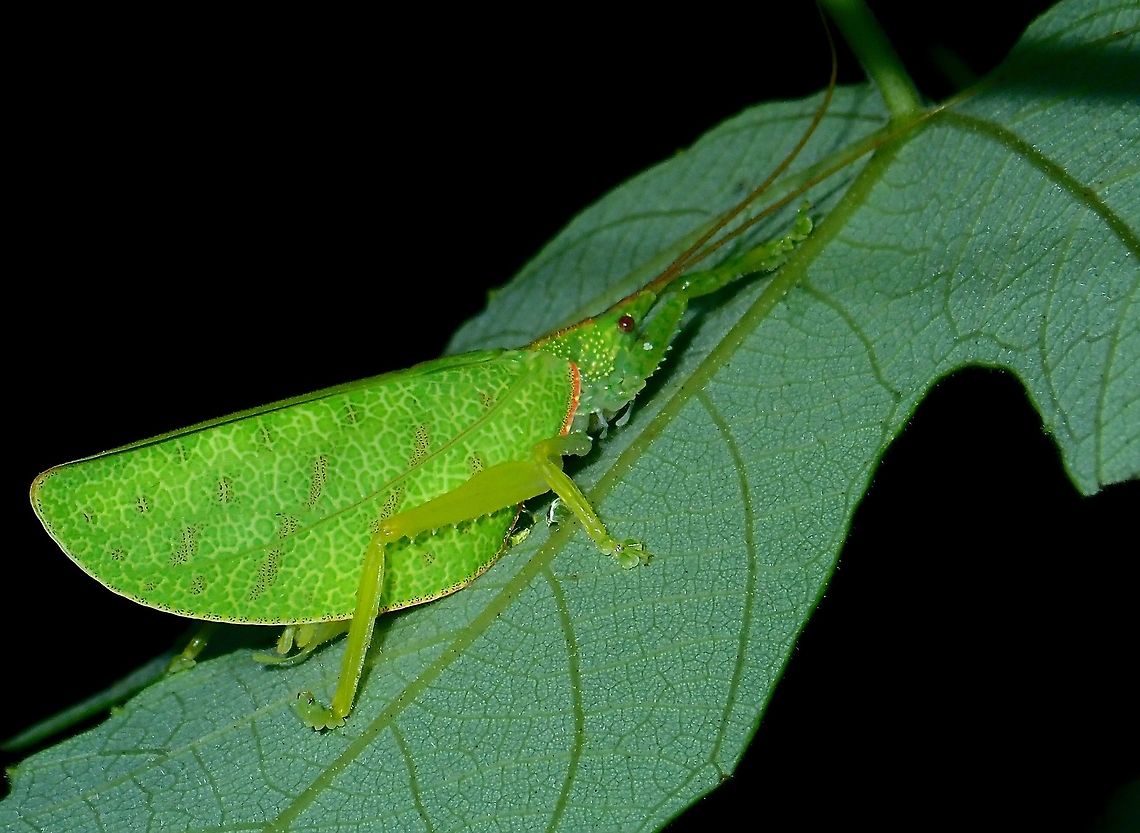 Leaf Katydid -  Tribe Phyllomimini Leaf Katydid from the Tribe Phyllomimini, possibly from the genus Lacipoda or Despoina. Katydid,Leaf Katydid,Malaysia,Sabah,Tribe Phyllomimini