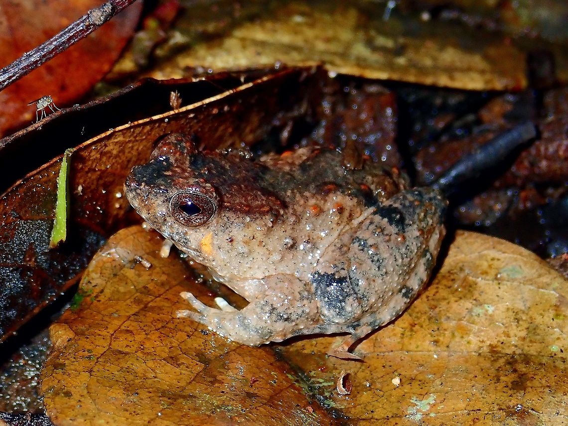Seep Frog - Occidozyga baluensis This Frog is probably endemic to the island of Borneo, although there it was supposedly documented once, from Sumatra Island.<br />
<br />
Its name refers to its type locality, "Mount Kina Balu, North Borneo".<br />
<br />
In some references, this Frog is listed as Near Threatened but on IUCN Red List, it is still listed as Least Concern. Frog,Malaysia,Occidozyga baluensis,Sabah,Seep Frog