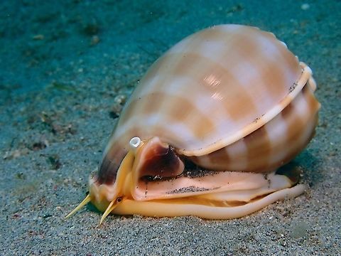 Banded Bonnet Shell - Phalium bandatum  Anilao,Banded Bonnet,Banded Bonnet Shell,Batangas,Phalium bandatum,Philippines,Sea Shell