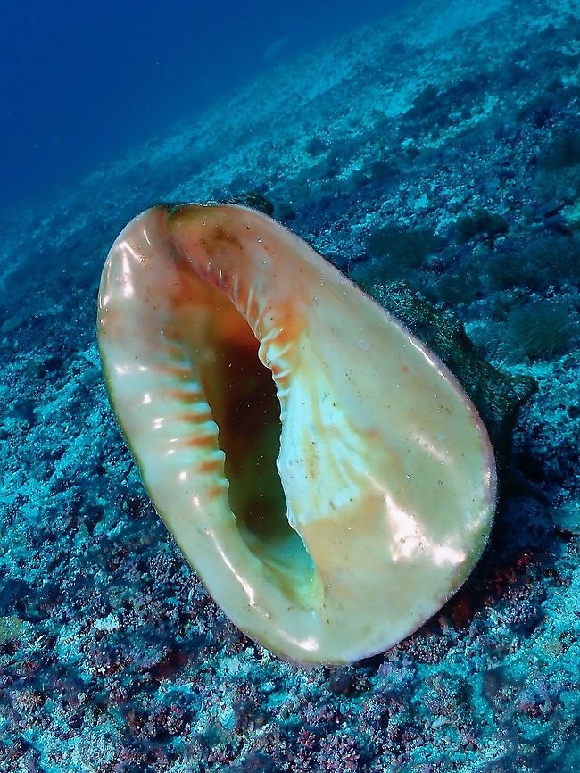 Horned Helmet Snail - Cassis cornuta  Cassis cornuta,Horned Helmet,Horned Helmet Snail,Indonesia,Komodo,Sea Shell