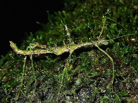 Phasmid/Stick Insect - Parastheneboea monticola  Malaysia,Parastheneboea monticola,Phasmatodea,Phasmid,Sabah,Stick insect
