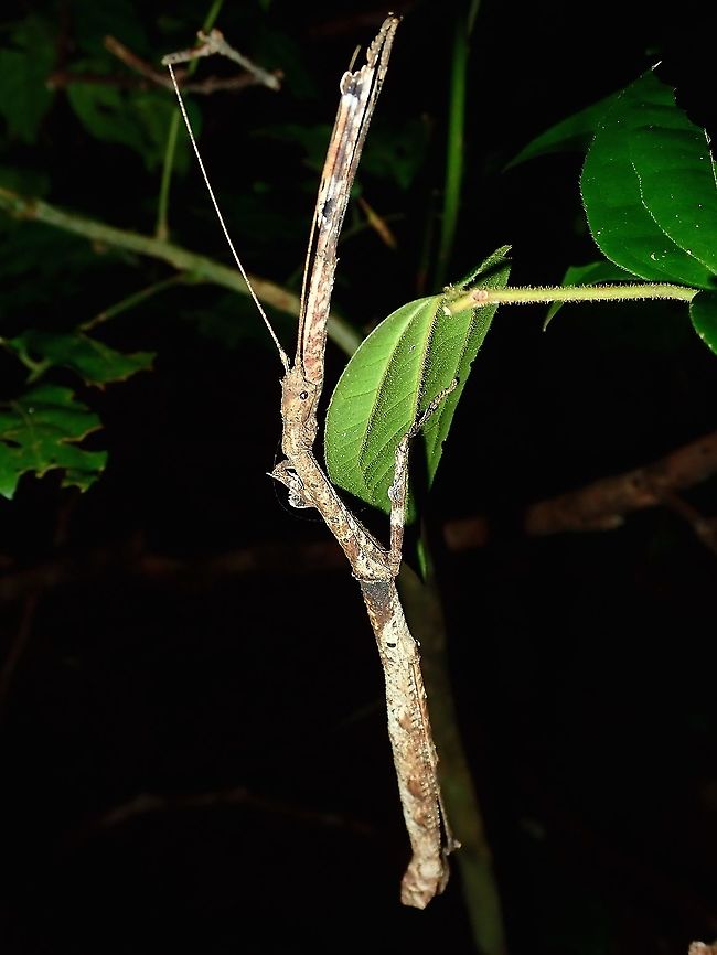 Stick Female Phasmid/Stick Insect of the species Mnesilochus palawanicus. Mnesilochus palawanicus,Palawan,Phasmatodea,Phasmid,Philippines,Stick Insect