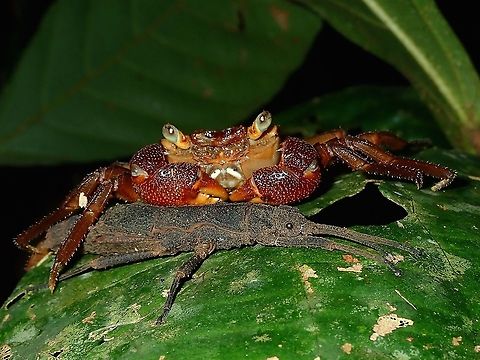 Strange Partners! A female Phasmid/Stick Insect next to a land Crab. Dares philippinensis,Palawan,Phasmatodea,Phasmid,Philippines,Stick Insect