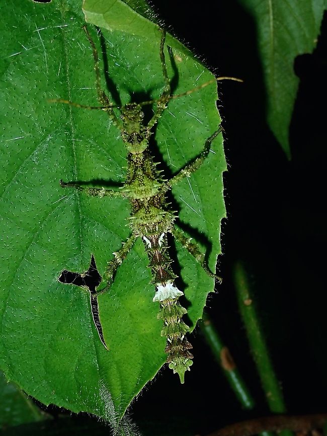Spiny It was a surprise to know that this species Aretaon asperimus from Palawan Island, Philippines is of the same species with the population from Borneo Island. Aretaon asperimus,Palawan,Phasmatodes,Phasmid,Philippines,Stick Insect