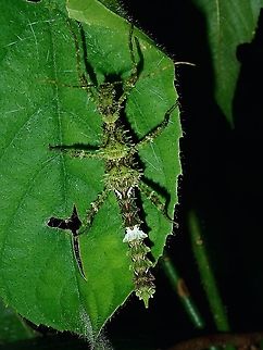Spiny It was a surprise to know that this species Aretaon asperimus from Palawan Island, Philippines is of the same species with the population from Borneo Island. Aretaon asperimus,Palawan,Phasmatodes,Phasmid,Philippines,Stick Insect