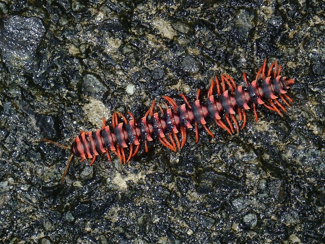Millipede - Gigantomorpha sp  Gigantomorpha,Gigantomorpha sp,Malaysia,Millipede,Sabah