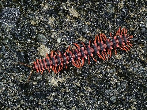 Millipede - Gigantomorpha sp  Gigantomorpha,Gigantomorpha sp,Malaysia,Millipede,Sabah