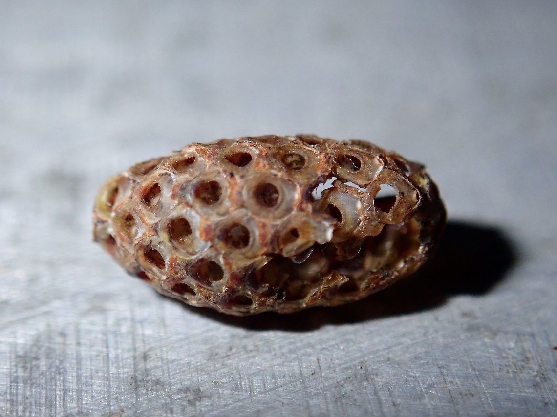 Ootheca Egg case (already hatched), Ootheca of Phasmid/Stick Insect.<br />
Only Phasmids from the Tribe Korinnini lays Ootheca.<br />
There are 2 genus under Tribe Korinnini - Korinnis and Kalocorinnis.<br />
I have seen/documented Phasmid and Ootheca of Kalocorinnis wegneri and suspect the picture could be either of the species Kalocorinnis pulchella or another species yet to be described. Eggs,Kalocorinnis,Malaysia,Ootheca,Phasmid,Sabah,Stick Insect