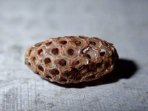 Ootheca Egg case (already hatched), Ootheca of Phasmid/Stick Insect.
Only Phasmids from the Tribe Korinnini lays Ootheca.
There are 2 genus under Tribe Korinnini - Korinnis and Kalocorinnis.
I have seen/documented Phasmid and Ootheca of Kalocorinnis wegneri and suspect the picture could be either of the species Kalocorinnis pulchella or another species yet to be described. Eggs,Kalocorinnis,Malaysia,Ootheca,Phasmid,Sabah,Stick Insect