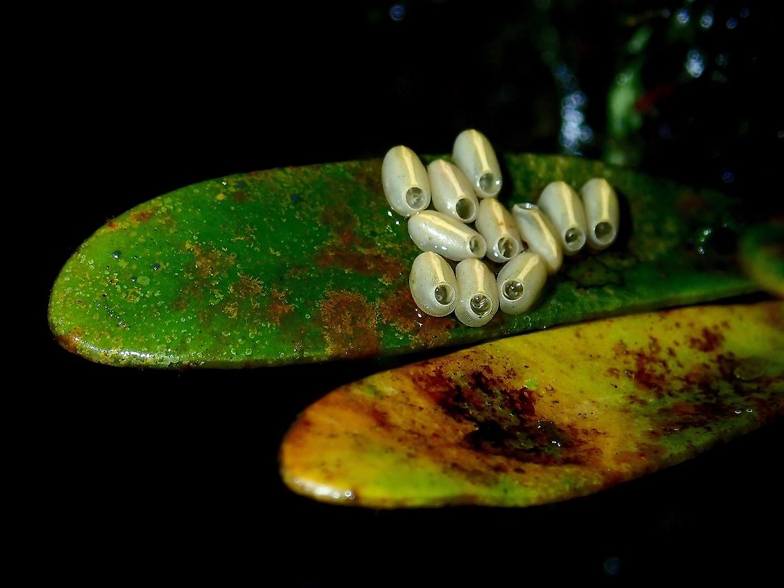 Eggs of Phasmids Hatched eggs of Phasmid/Stick Insect from the genus Marmessoidea.<br />
<br />
Most likely, it is from the species Marmessoidea vinosa, I photographed a female adult in the vicinity where I found this eggs during the same trip :<br />
<br />
<figure class="photo"><a href="https://www.jungledragon.com/image/56912/stick_insect_phasmid_-_marmessoidea_rubescens.html" title="Stick Insect, Phasmid - Marmessoidea rubescens"><img src="https://s3.amazonaws.com/media.jungledragon.com/images/2994/56912_thumb.jpg?AWSAccessKeyId=05GMT0V3GWVNE7GGM1R2&Expires=1759968010&Signature=MMrvEz7zjx1L%2FLgN%2BOdH3hUInS0%3D" width="114" height="152" alt="Stick Insect, Phasmid - Marmessoidea rubescens  Malaysia,Marmessoidea rubescens,Phasmid,Sabah,Stick Insect,Tawau" /></a></figure> Malaysia,Marmessoidea,Marmessoidea sp,Phasmatodea,Phasmid,Sabah,Stick Insect