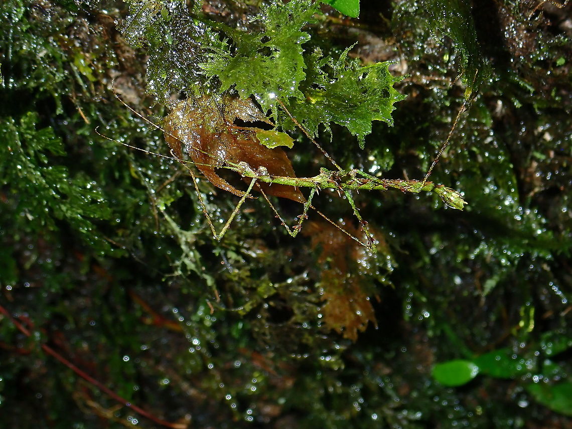 Phasmid/Stick Insect -Parastheneboea monticola Male Phasmid of the species Parastheneboea monticola Malaysia,Parastheneboea monticola,Phasmatodea,Phasmid,Sabah,Stick Insect