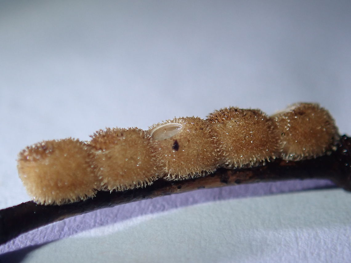 Hairy Eggs Hatched eggs of Phasmid from the genus Neoclides. Eggs,Malaysia,Neoclides,Neoclides sp,Phasmatodea,Phasmid,Sabah,Stick Insect