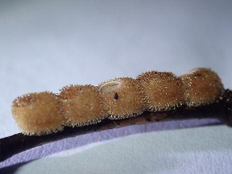 Hairy Eggs Hatched eggs of Phasmid from the genus Neoclides. Eggs,Malaysia,Neoclides,Neoclides sp,Phasmatodea,Phasmid,Sabah,Stick Insect