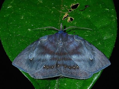 Moth - Rhynchodina molybdota  Malaysia,Moth,Rhynchodina,Rhynchodina molybdota,Sabah