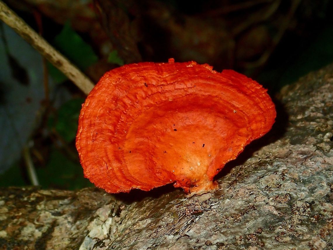 Fungi - Trametes sp.  Fungi,Malaysia,Sabah,Trametes,Trametes sp