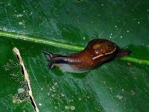 Slug - Microparmarion sp.  Malaysia,Microparmarion,Microparmarion sp,Sabah,Slug