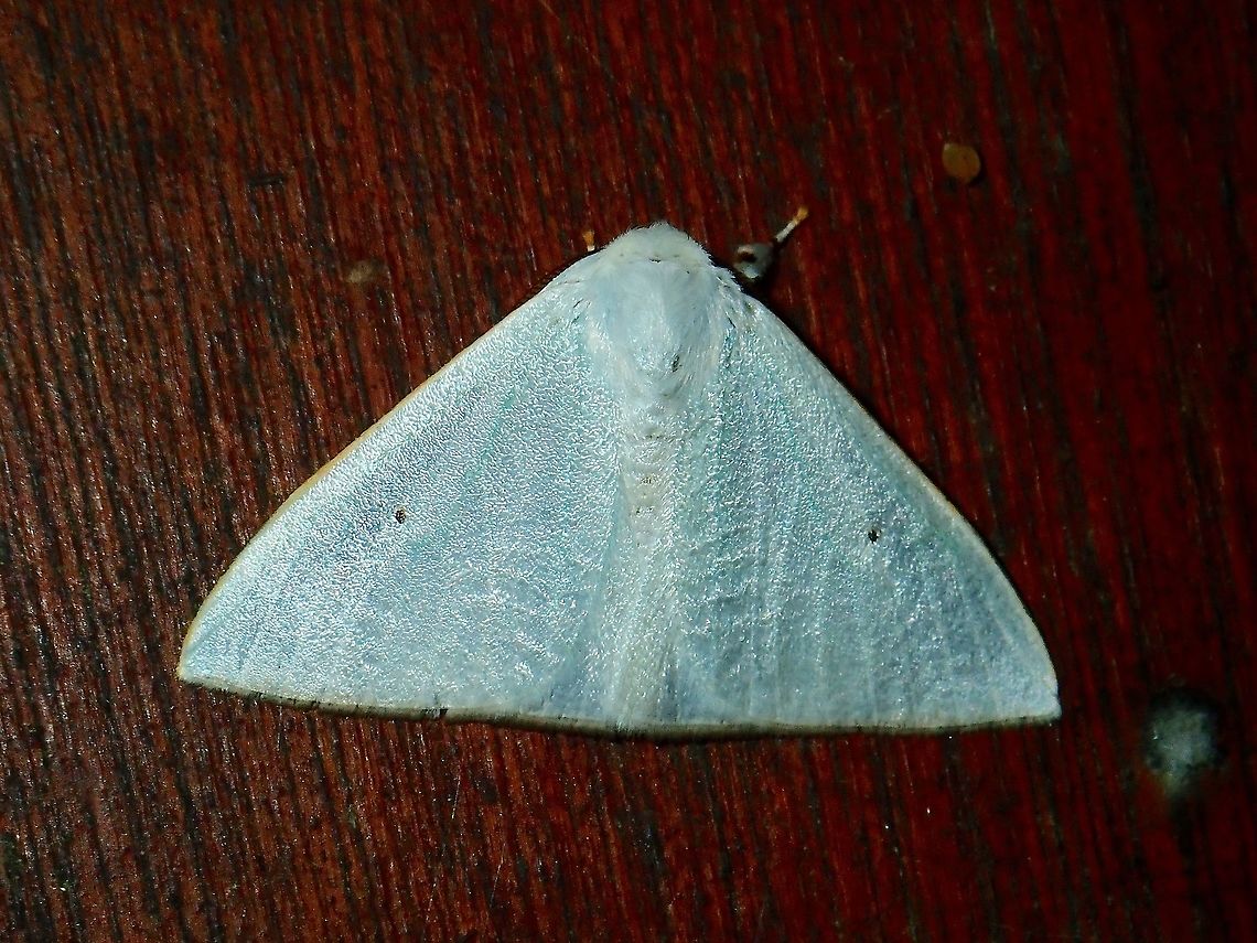 Tussock Moth - Arctornis sp.  Arctornis,Arctornis sp,Malaysia,Moth,Sabah,Tussock Moth