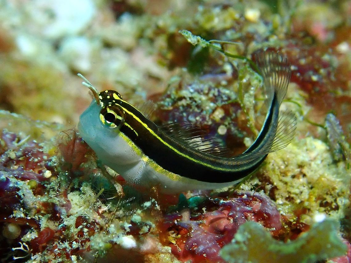 Lined Combtooth Blenny - Ecsenius lineatus Grey gradating to dirty yellow upper body and light blue-grey below; black stripe from eye to tail composed of rectangular segments.<br />
<br />
The picture doesn&#039;t shows the exact description of the species above, its a variation. Blenny,Ecsenius lineatus,Fish,Linear Blenny,Lined Combtooth Blenny,Malaysia,Sabah