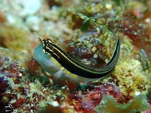 Lined Combtooth Blenny