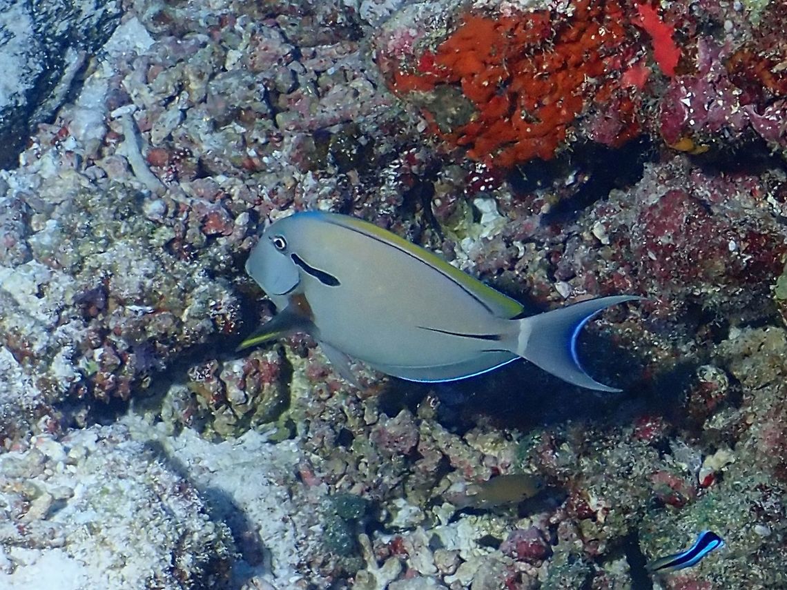 Eyeline Surgeonfish - Acanthurus nigricauda  Acanthurus nigricauda,Eyeline Surgeonfish,Fish,Maldives,Surgeonfish