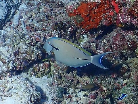 Eyeline Surgeonfish - Acanthurus nigricauda  Acanthurus nigricauda,Eyeline Surgeonfish,Fish,Maldives,Surgeonfish