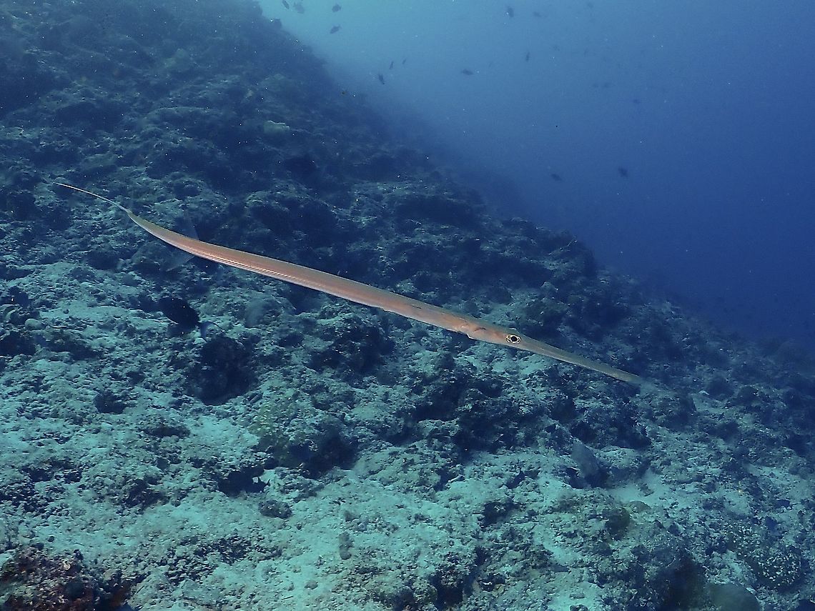Bluespotted Cornetfish - Fistularia commersonii  Bluespotted Cornetfish,Cornetfish,Fish,Fistularia commersonii,Maldives
