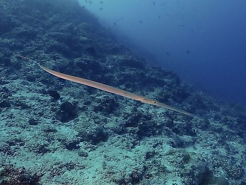 Bluespotted Cornetfish - Fistularia commersonii  Bluespotted Cornetfish,Cornetfish,Fish,Fistularia commersonii,Maldives