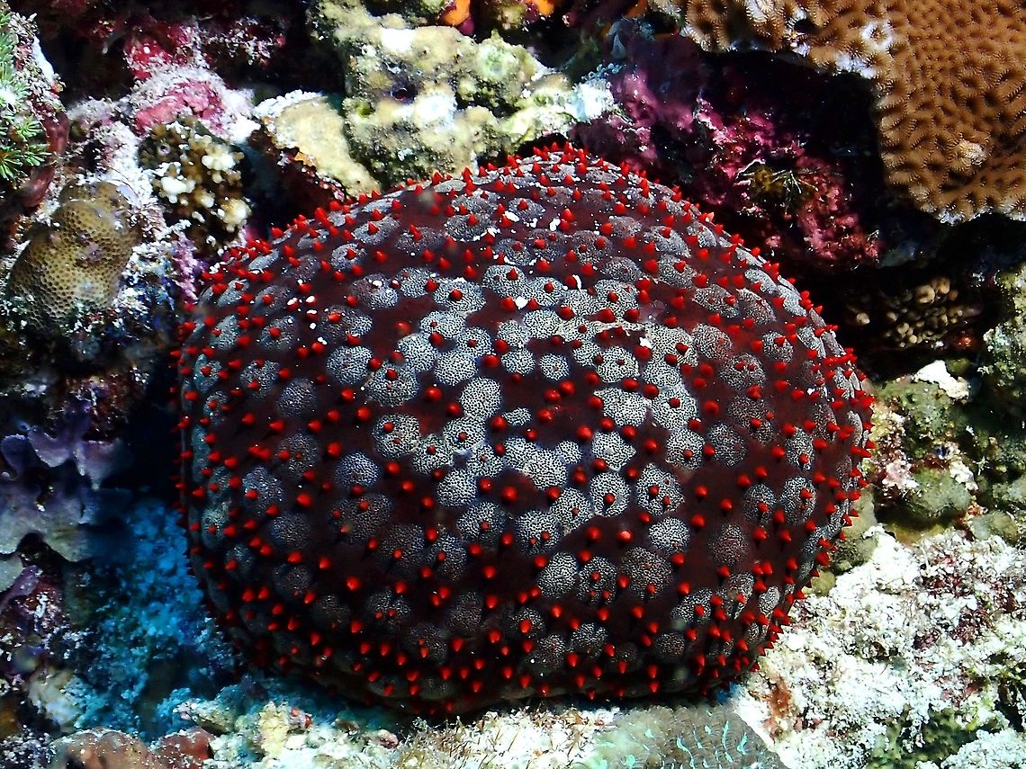 Spiny Cushion Star - Culcita schmideliana  Culcita schmideliana,Maldives,Sea Star,Spiny Ciushion Star