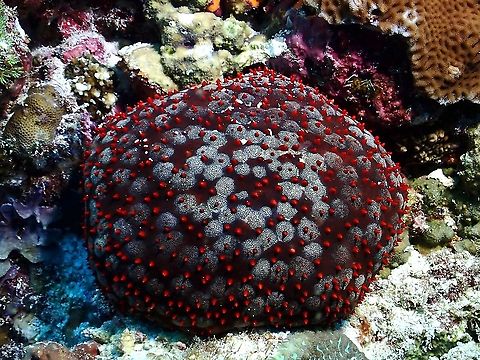 Spiny Cushion Star - Culcita schmideliana  Culcita schmideliana,Maldives,Sea Star,Spiny Ciushion Star